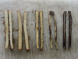 Several banana plant roots displayed on a textured surface, showing varying degrees of damage. The roots on the left are healthy, while those on the right are darkened and appear hollowed out due to nematode infestation.