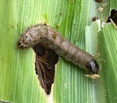 Close-up of a fall armyworm caterpillar on a green leaf.