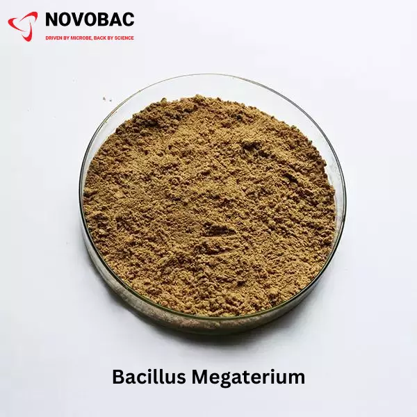 BACILLUS MEGATERIUM