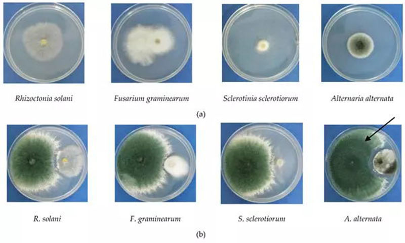 Antagonistic Activity of Trichoderma asperellum