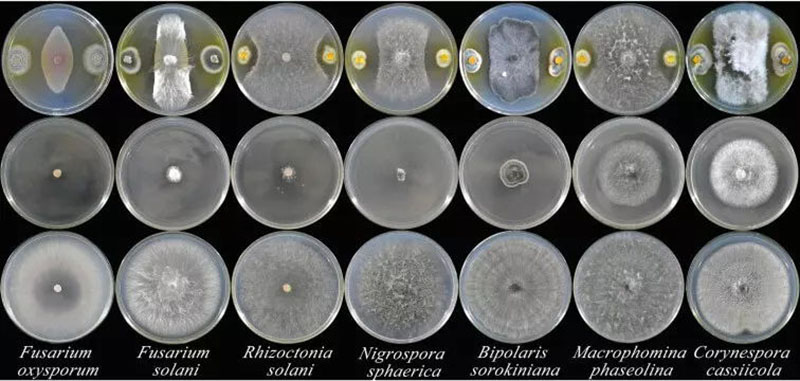 Antagonistic activity of Penicillium bilaiae against plant pathogens