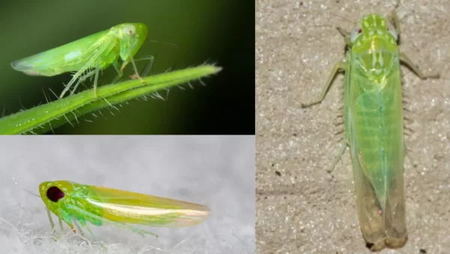 potato-leafhoppers-empoasca-fabae