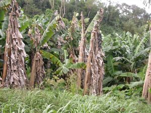 A banana plantation with several plants showing advanced symptoms of Moko disease, characterized by complete wilting and brown, dried leaves.