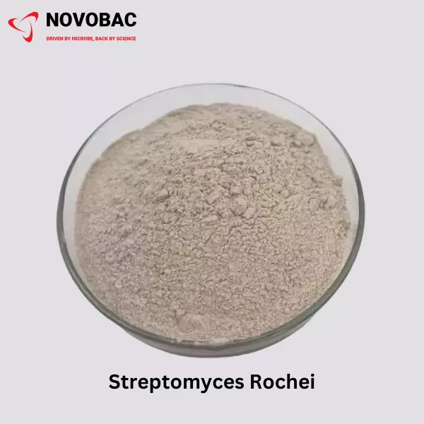 STREPTOMYCES ROCHEI