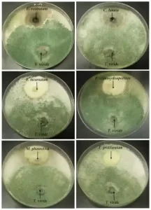 Antagonistic Activity of Trichoderma viride 