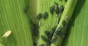 Close-up of corn leaves infested with corn leaf aphids.