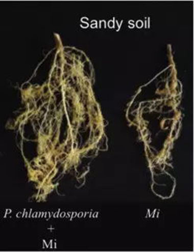 Effect in Sandy Soil