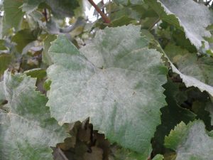 Grape leaves covered with a white, powdery coating, indicative of powdery mildew, a common grape disease.