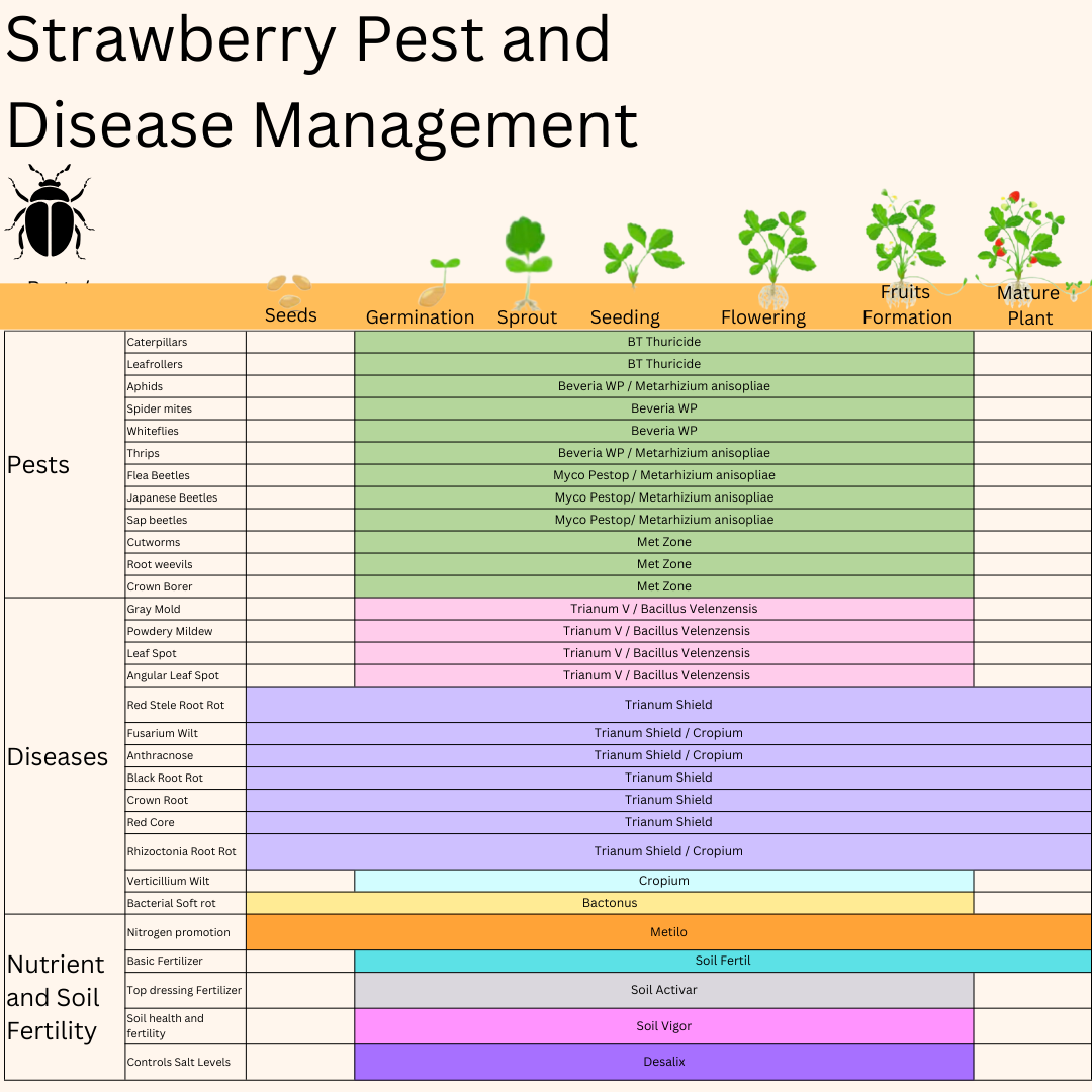 Chart showing strawberry pest, disease, and soil fertility management with solutions across different growth stages from seeds to mature plant.