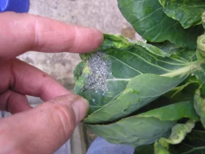 Close-up image of a hand holding a cabbage leaf infested with gray aphids. 