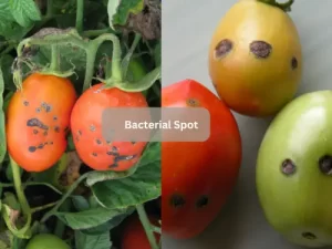 Bacterial-Spot-Tomato-Disease