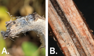 Close-up image of soybean roots infected with Fusarium root rot, showing dark, decayed areas and poor root development.