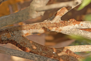 Close-up image of guava tree branches showing damage caused by Indarbela tetraonis larvae.