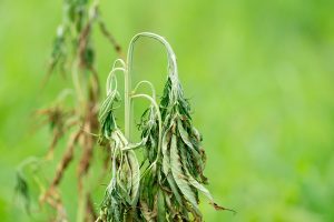 A grapevine with wilted leaves, showing symptoms of a grape disease such as Fusarium wilt.