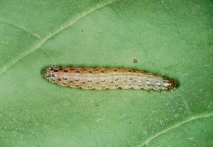 Close-up image of a Lesser Cornstalk Borer caterpillar on a soybean plant stem, displaying its distinctive striped body.