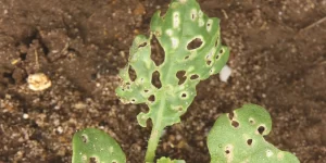 Close-up image of a cabbage leaf with numerous small holes caused by flea beetles.