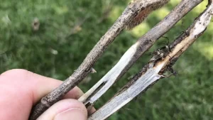 Soybean roots infected with Rhizoctonia Root Rot, showing dark, necrotic lesions and decay.