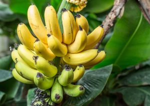 A bunch of ripe and unripe bananas on a banana plant, with vibrant yellow bananas at the top and green bananas below.