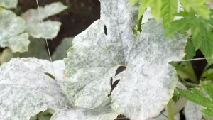 Close-up image of cabbage leaves covered with white, powdery mildew.