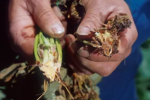 Close-up image of a cabbage plant showing symptoms of Verticillium wilt, with yellowing and wilting leaves.