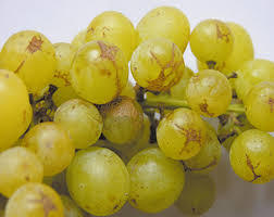 A cluster of yellow grapes showing signs of pest damage, including surface scars and discoloration.