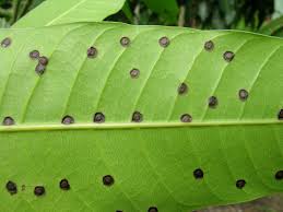 Close-up of a green leaf with multiple dark brown spots arranged in a symmetrical pattern.