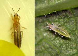 A composite image showing an adult thrip and a nymph. The adult thrip is yellowish with dark stripes and wings, while the nymph is lighter, almost translucent, on a green leaf.