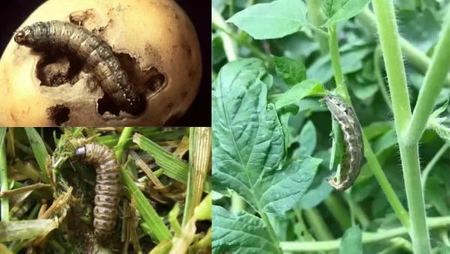 worms-agrotis-spp-and-other-genera