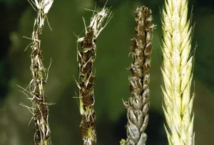 Stages of wheat head smut disease progression.