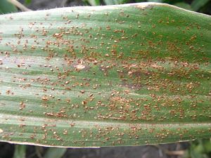 Corn leaf showing symptoms of common rust with pustules.