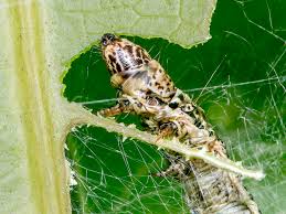 A caterpillar entangled in a web on a leaf, showcasing its intricate patterns and camouflaged body. 