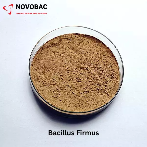 BACILLUS FIRMUS