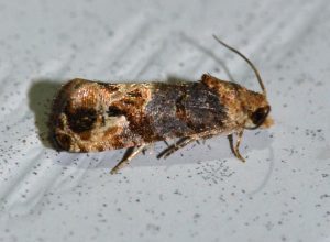 A close-up image of a grape berry moth, a common grape pest, with intricate brown and tan patterns on its wings.