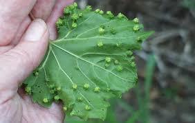 A grape leaf displaying numerous small, green, blister-like galls caused by grape phylloxera, a common grape pest. 