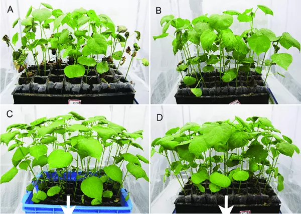 Effect of P. polymyxa against Verticillium wilt