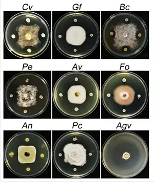 Antagonistic activity of Bacillus Megaterium