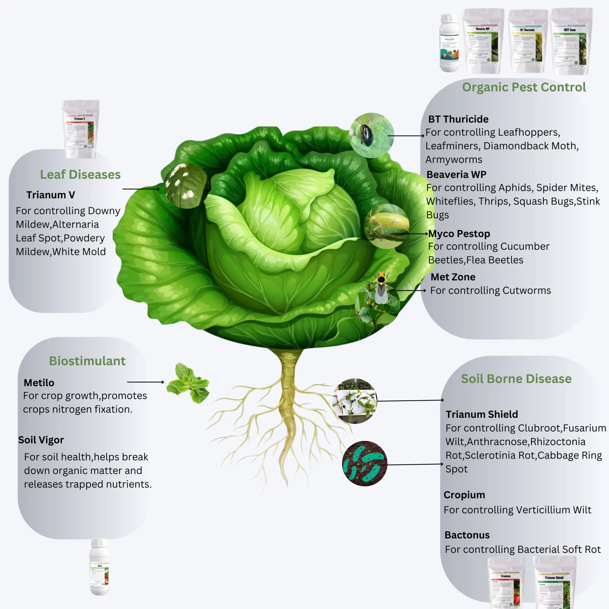 Infographic illustrating various organic pest control, biostimulant, leaf disease, and soil-borne disease solutions for cabbage plants, with images and descriptions of products.