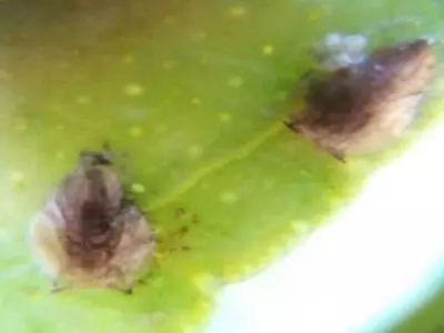 Citrus Psyllid Treated by Beveria WP after 3 days