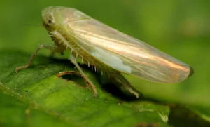 Close-up image of a cabbage leaf with a leafhopper on its surface.