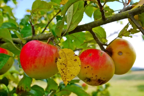 Black rot damage on apple tree leaves