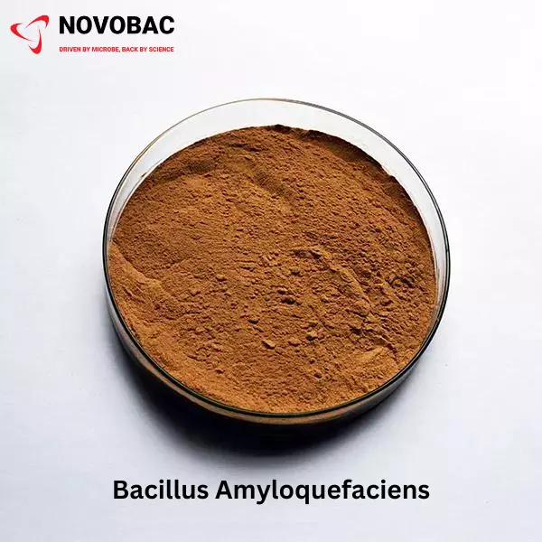 BACILLUS AMYLOLIQUEFACIENS