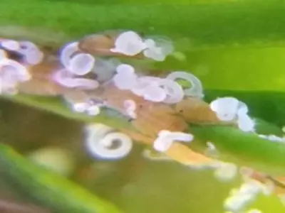 Citrus Psyllid Control