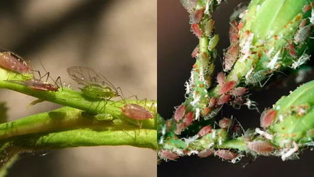 Potato Aphids Macrosiphum Euphorbiae