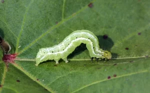 Close-up image of a soybean looper caterpillar on a soybean leaf, showing its green body with white stripes along the sides.