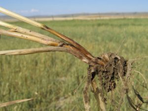 Wheat plant with crown rot disease.