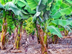 A banana plantation with several banana plants bearing large clusters of green bananas. The ground is covered with dry leaves, and the banana leaves are lush and green. 