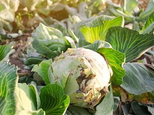 Yellowing of Older Leaves as Nitrogen deficiency in cabbage