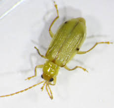 Close-up of Northern Corn Rootworm on a corn leaf.