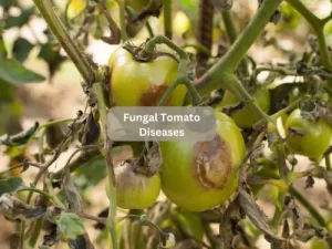 Fungal-Tomato-Diseases