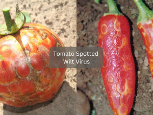 pepper-leaf-with-spotted-wilt-virus-symptoms